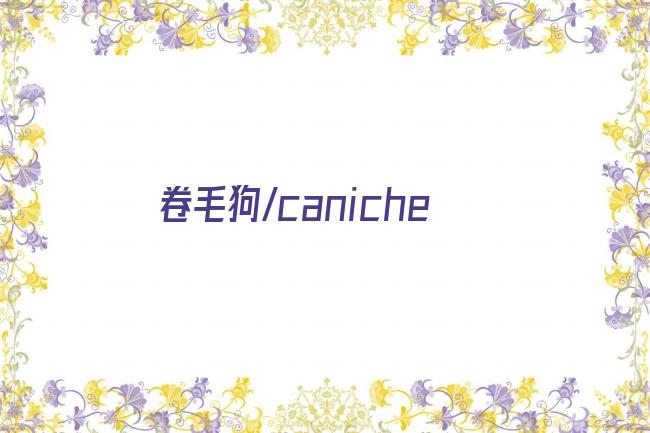 卷毛狗/caniche剧照